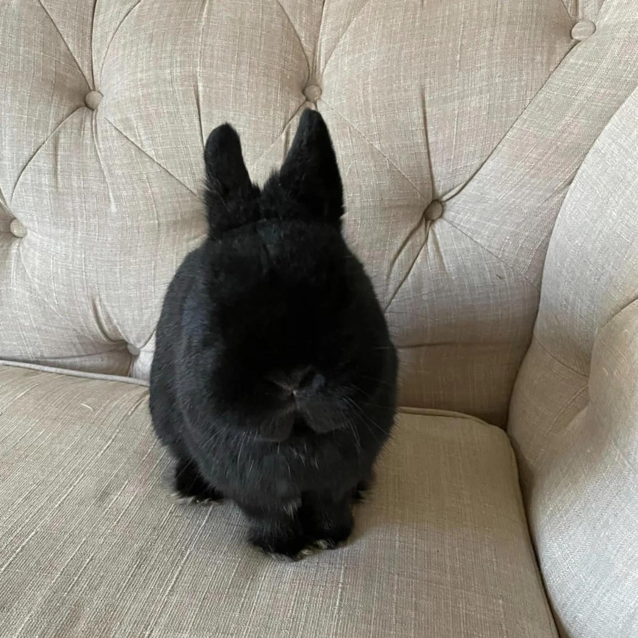 Felix, ADOPTABLE, Adult Male Netherland Dwarf.
