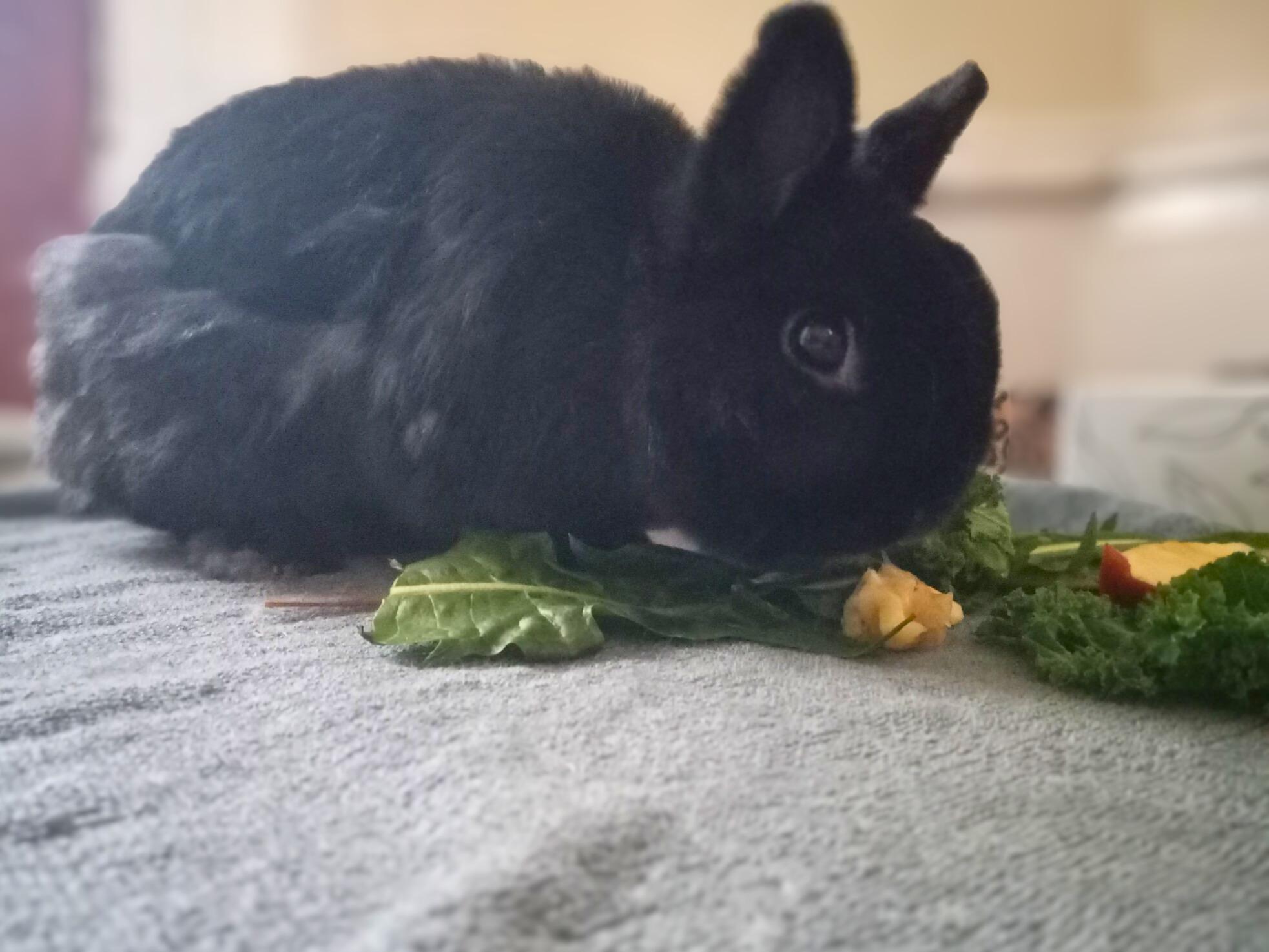 Enlarge Felix, a Adoptable Netherland Dwarf in Kemptville, ON image 2/4