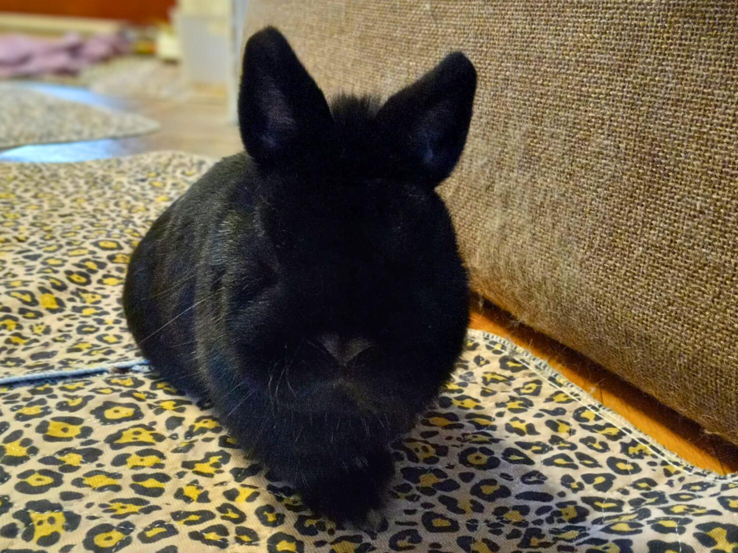 Enlarge Felix, a Adoptable Netherland Dwarf in Kemptville, ON image 3/4