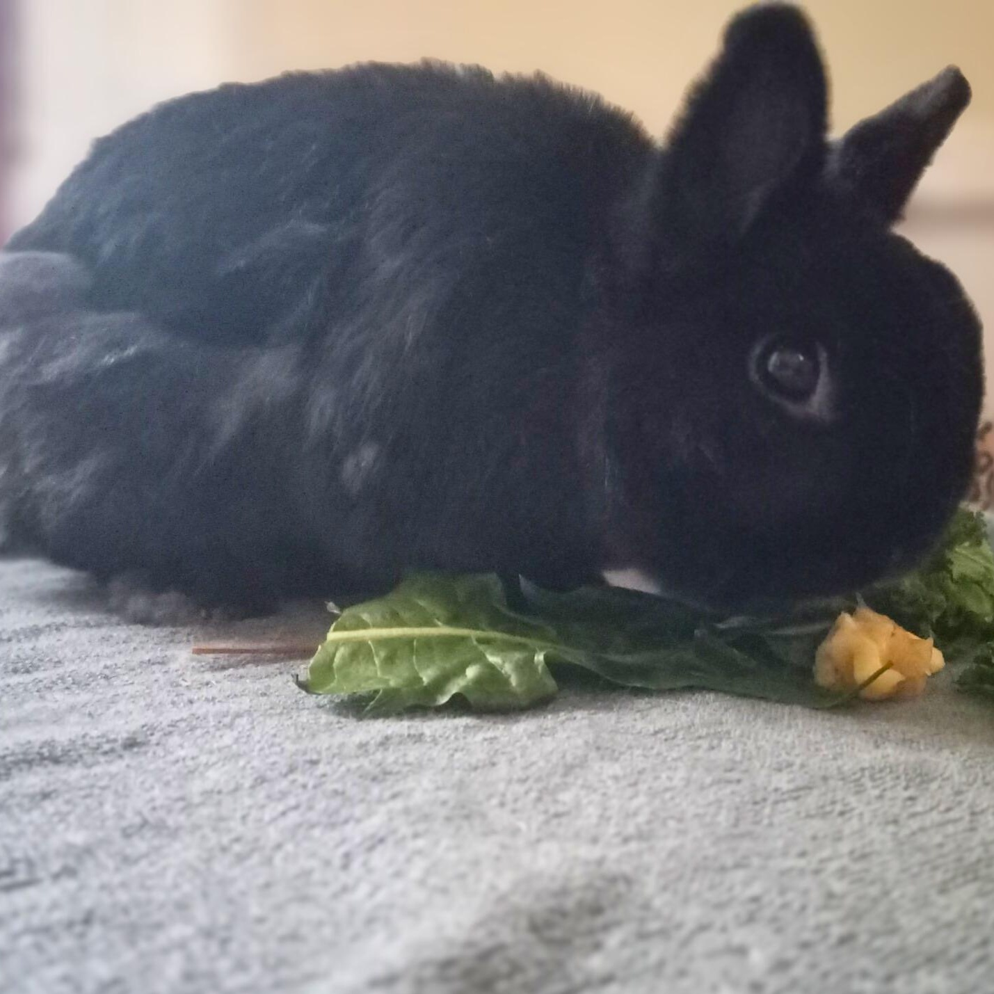 Enlarge Felix, a ADOPTABLE Netherland Dwarf in Kemptville, ON image 2/4