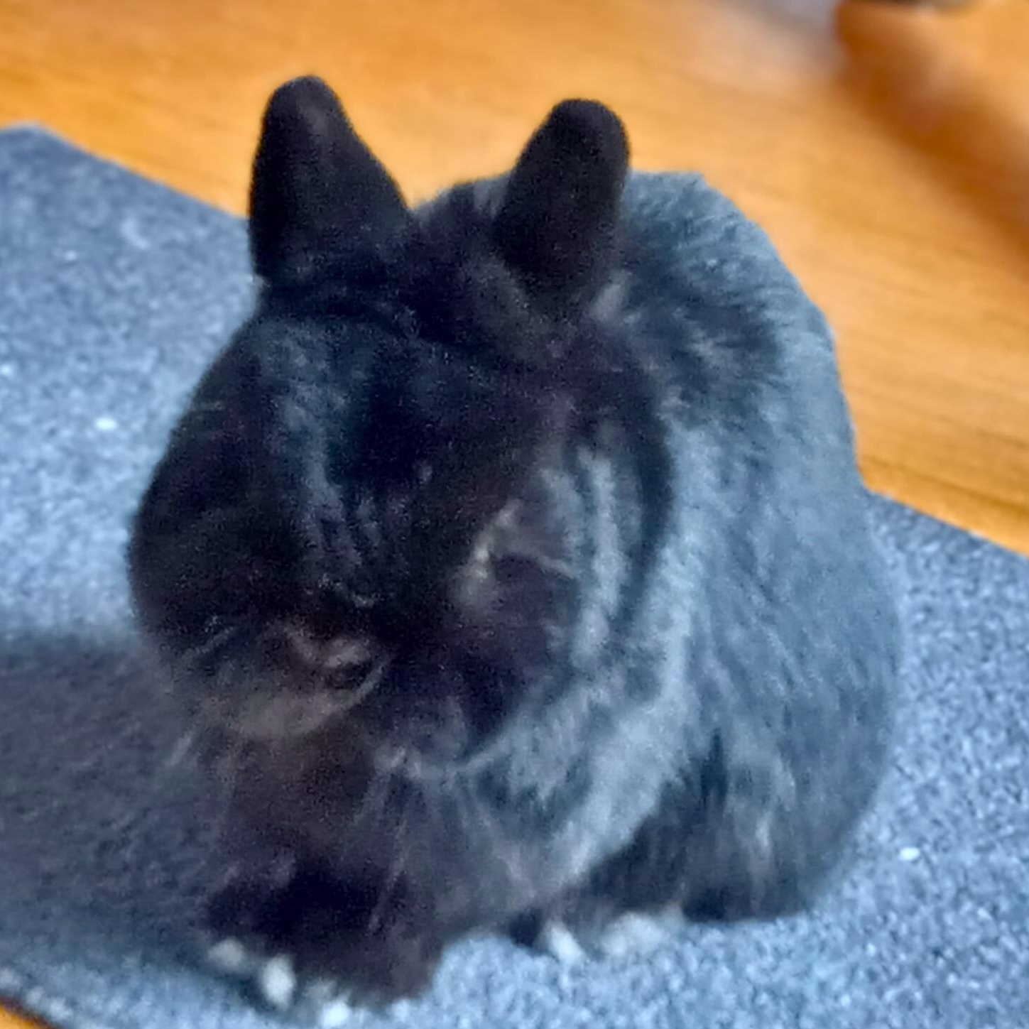 Enlarge Felix, a ADOPTABLE Netherland Dwarf in Kemptville, ON image 4/4