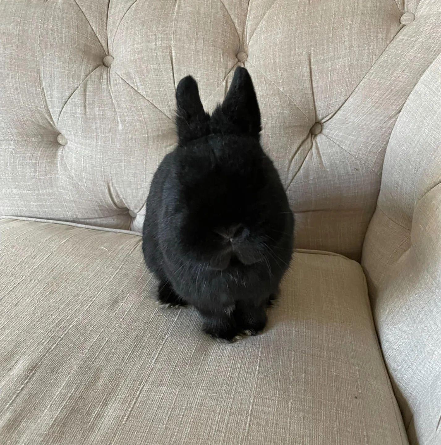 Enlarge Felix, a Adoptable Netherland Dwarf in Kemptville, ON image 4/4