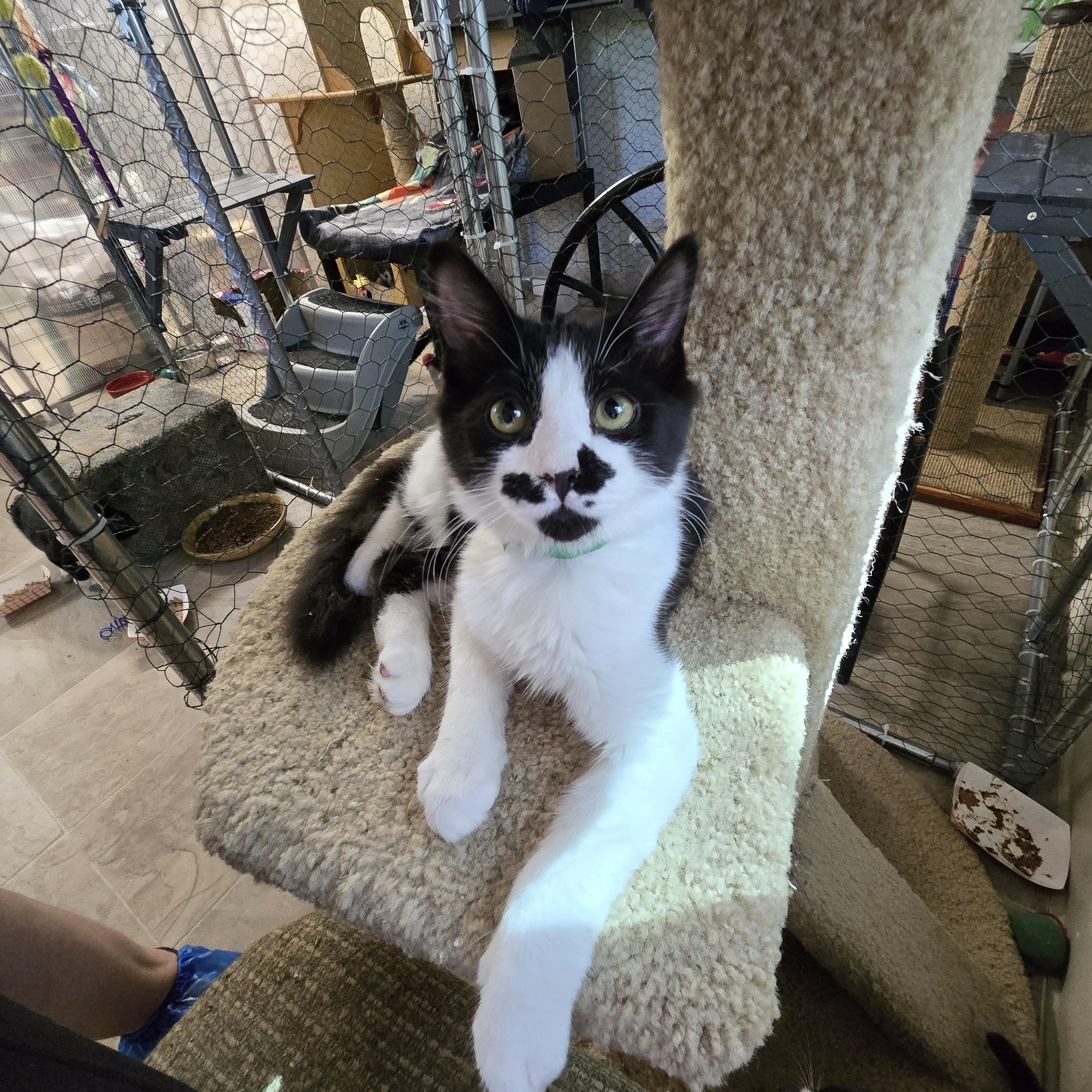 Enlarge Mustache, a Adoptable Domestic Medium Hair in Eugene, OR image 2/2