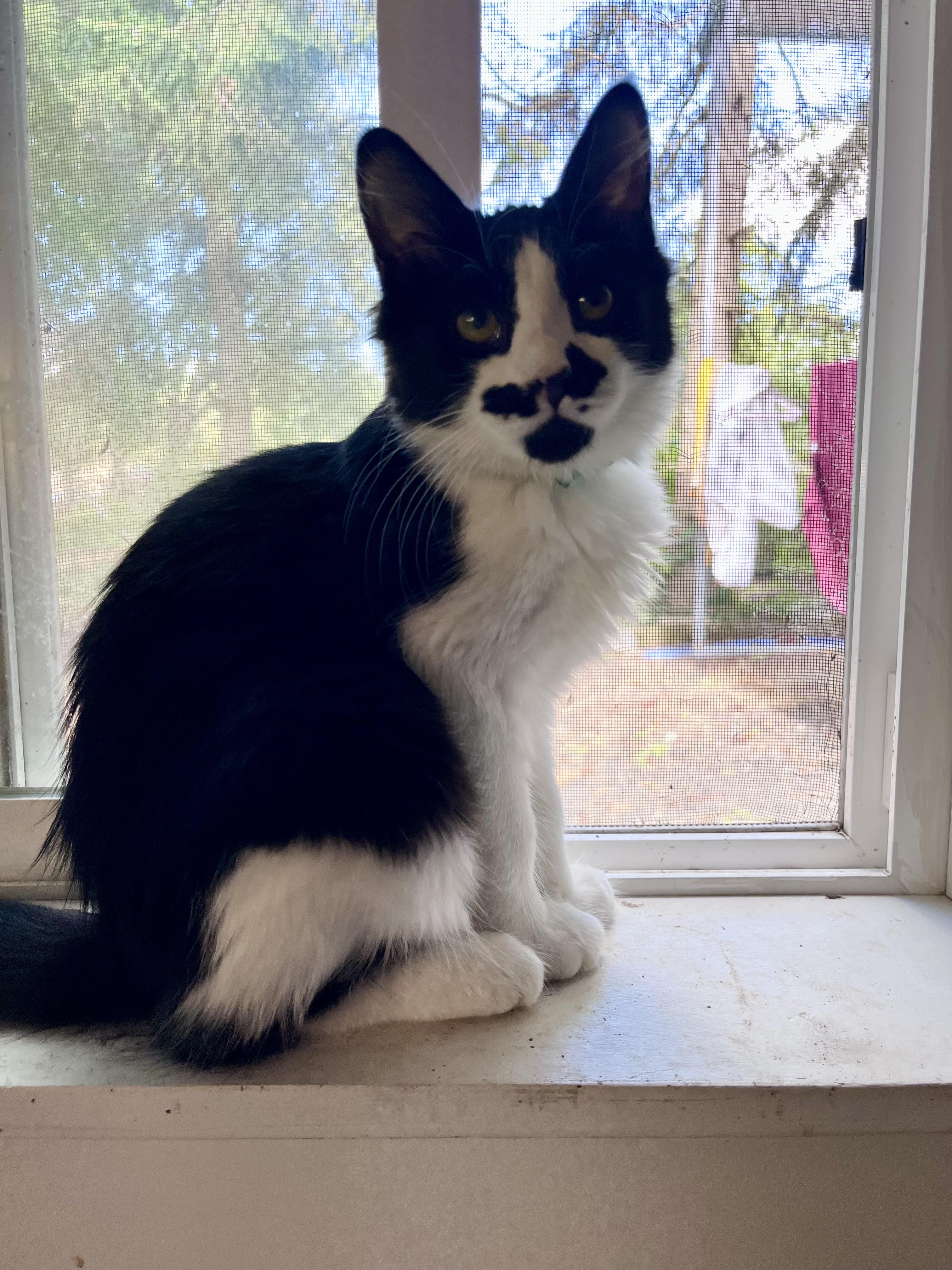Mustache, Adoptable, Kitten Male Domestic Medium Hair.