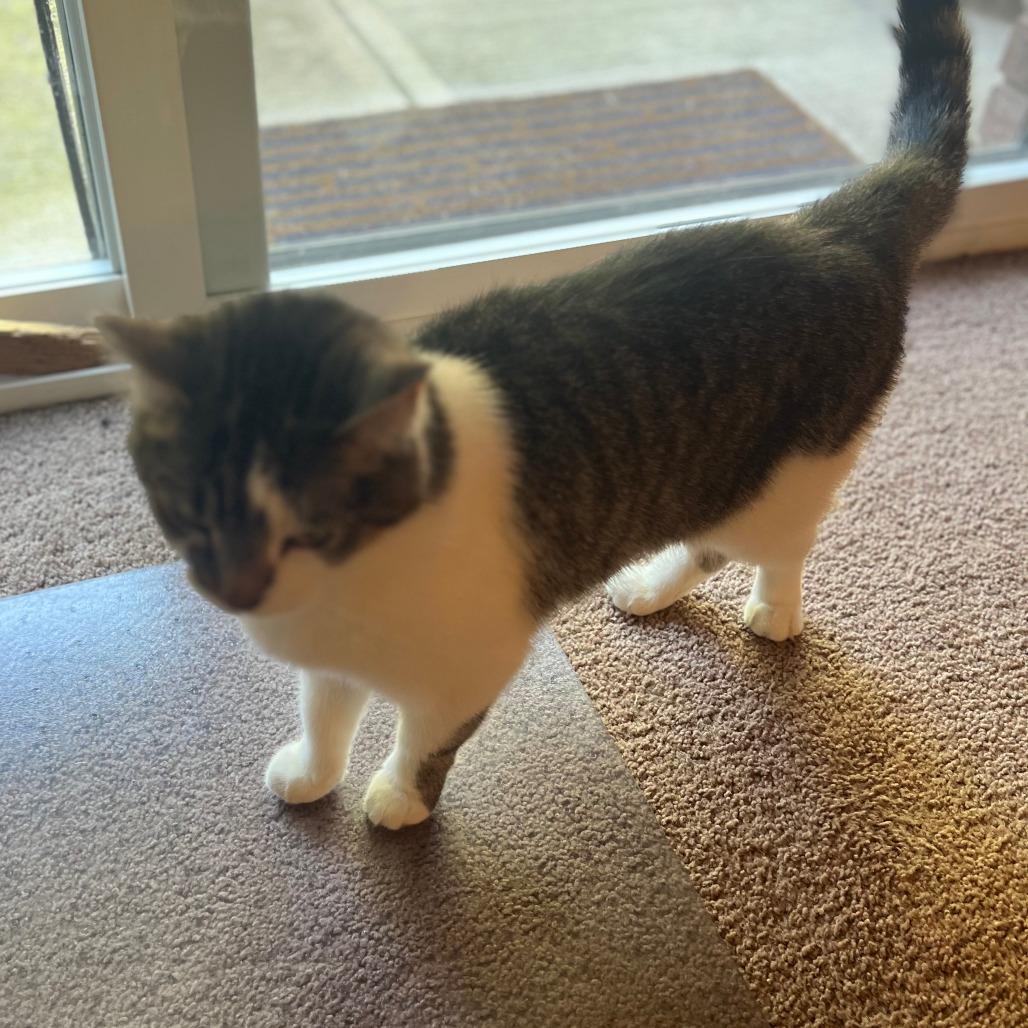 Daisy, Adoptable, Adult Female Domestic Short Hair.