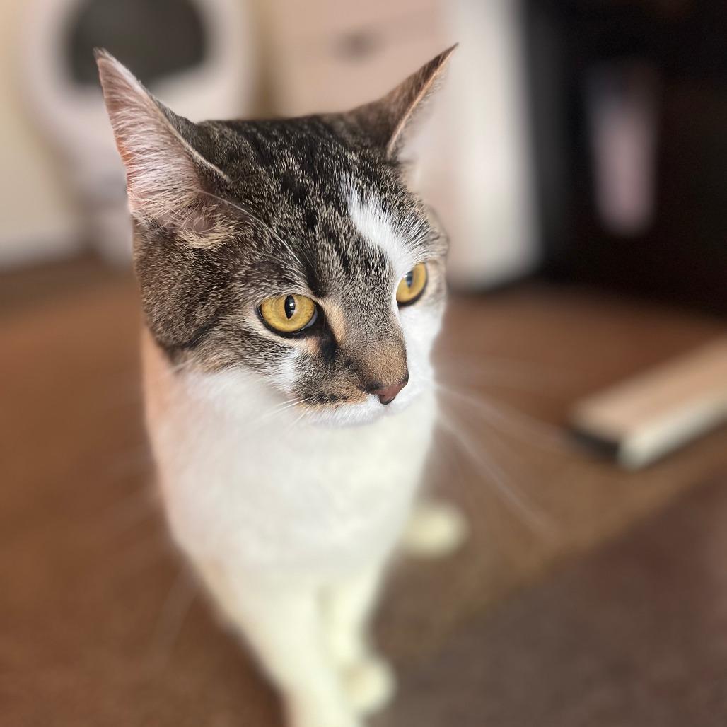 Enlarge Daisy, a Adoptable Domestic Short Hair in Shelbyville, IN image 2/2