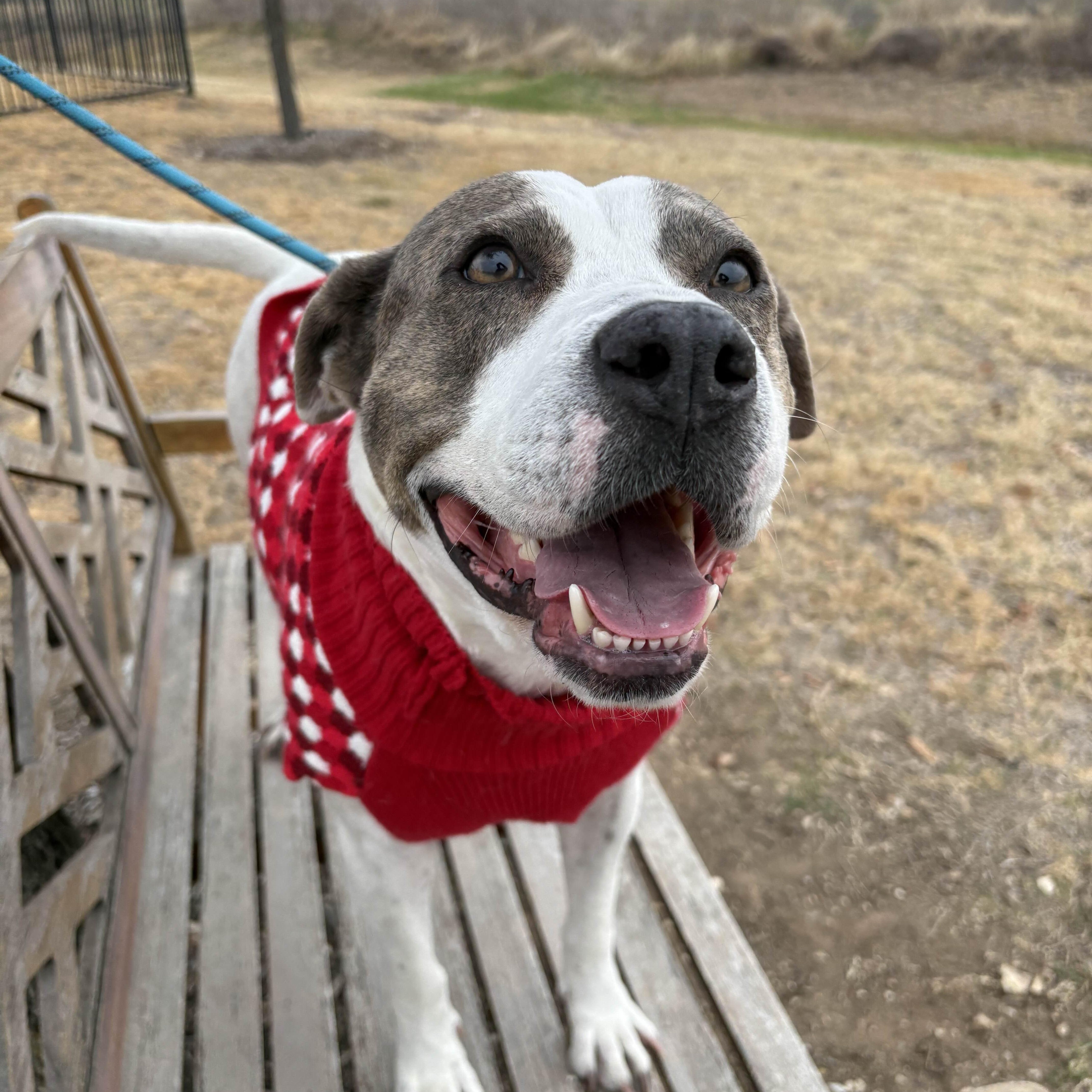 Apple Dumpling, a Adoptable mixed breed in Austin, TX image 3/6