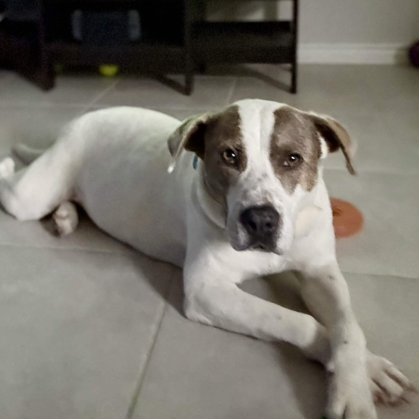 Apple Dumpling, Adoptable, Adult Female Pit Bull Terrier.