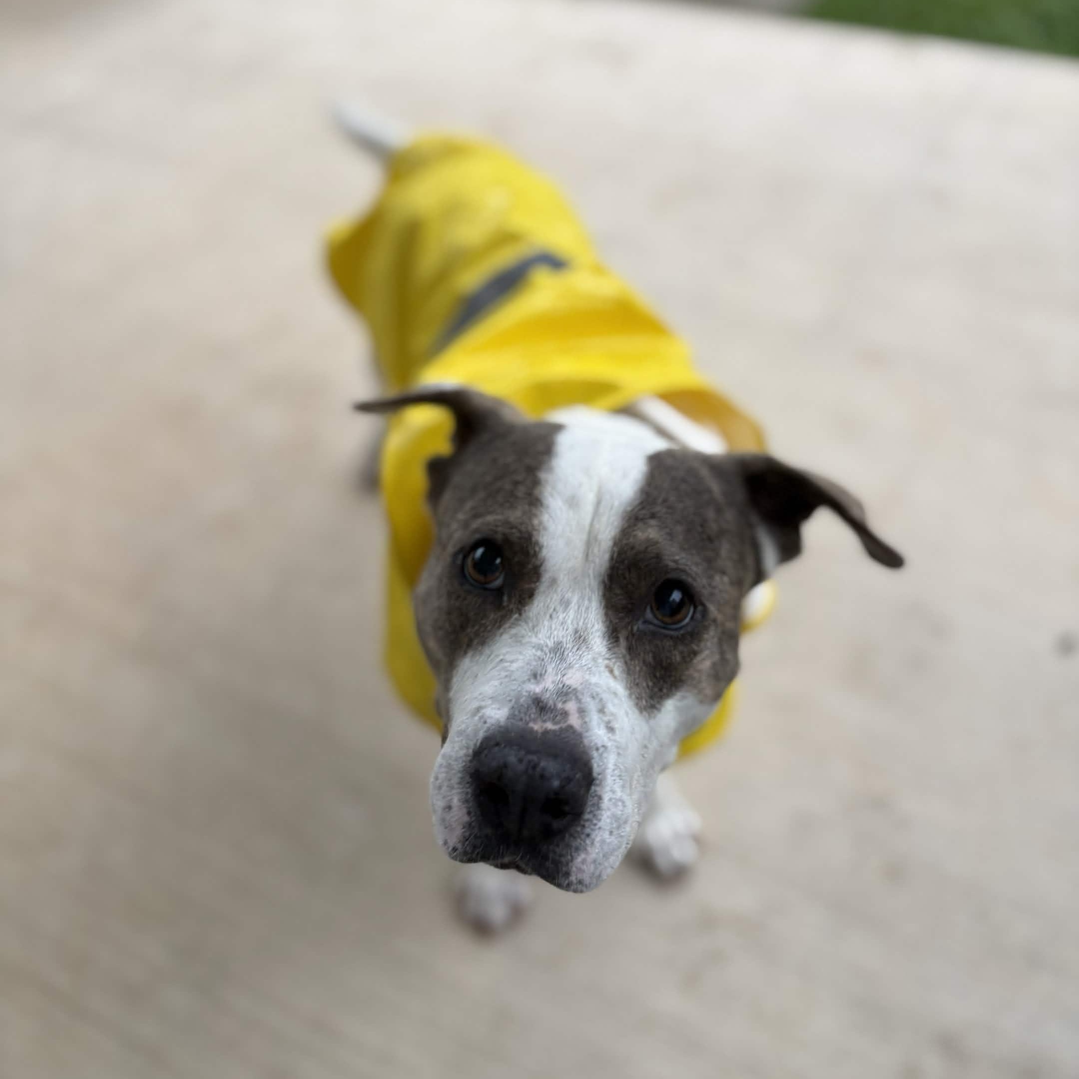 Apple Dumpling, a Adoptable mixed breed in Austin, TX image 2/6