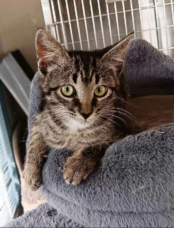 mini, ADOPTABLE, Kitten Female Tabby.