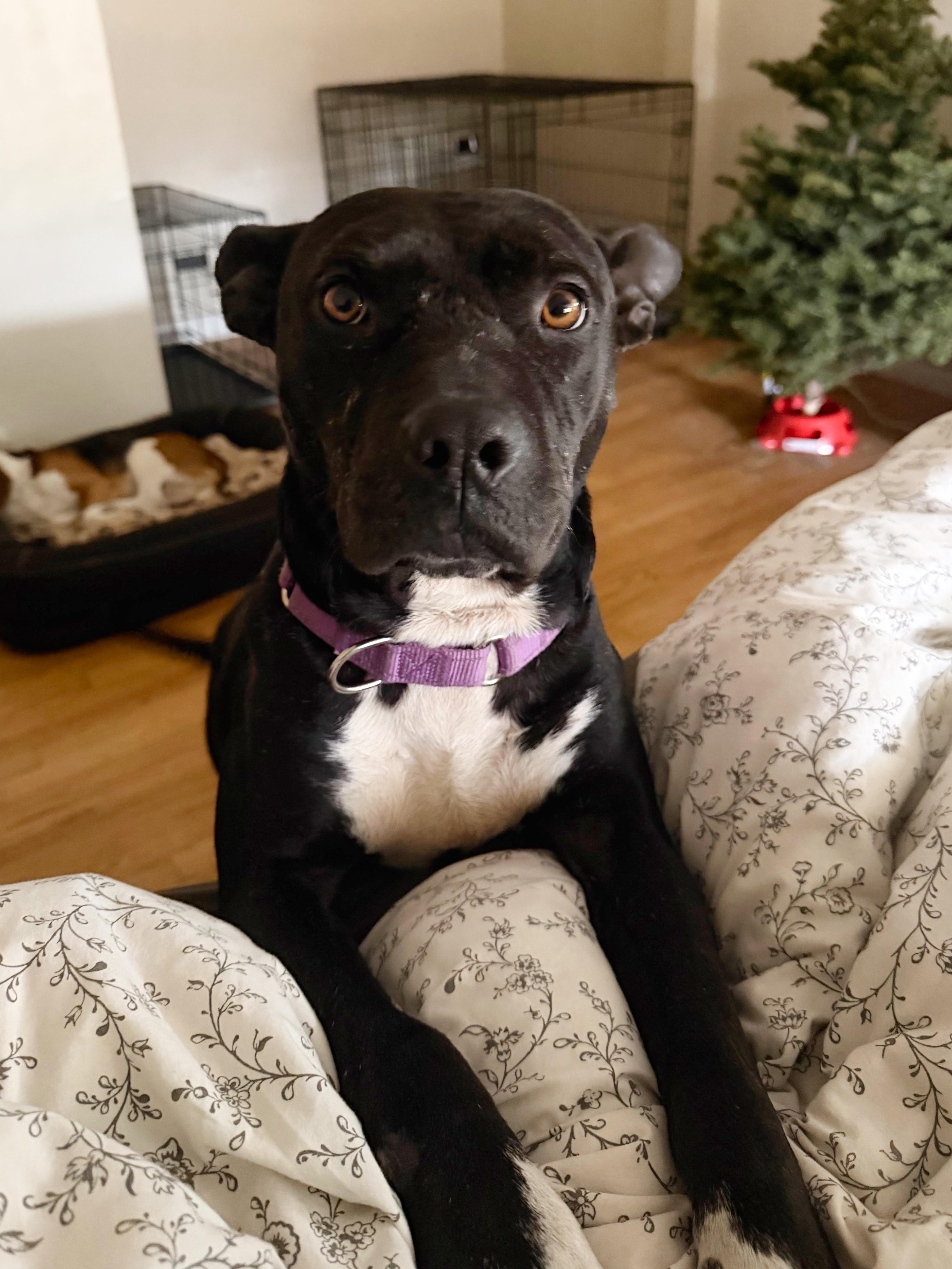 Enlarge Gigi, a ADOPTABLE mixed breed in Los Angeles, CA image 6/6