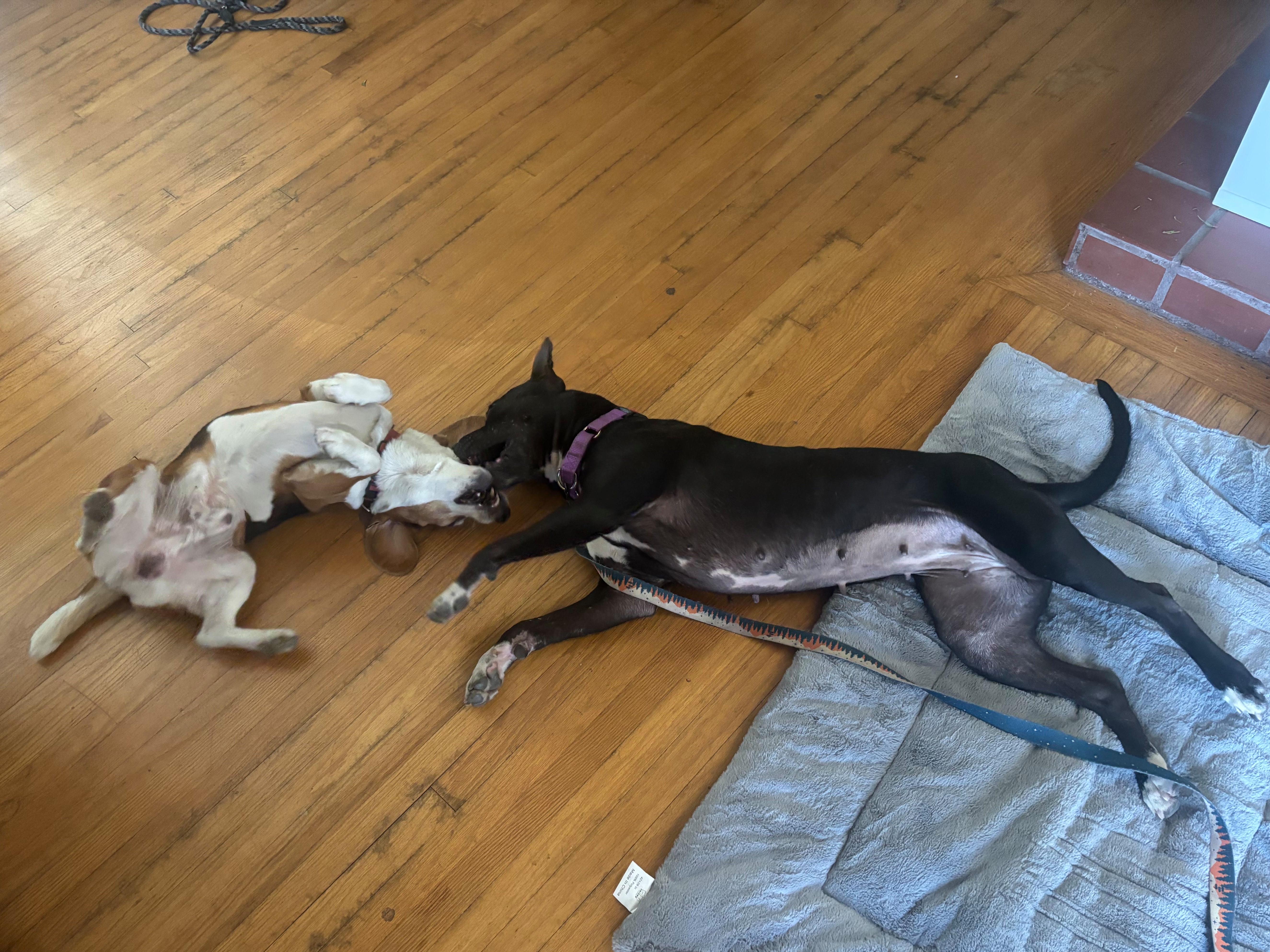 Enlarge Gigi, a ADOPTABLE mixed breed in Los Angeles, CA image 5/6