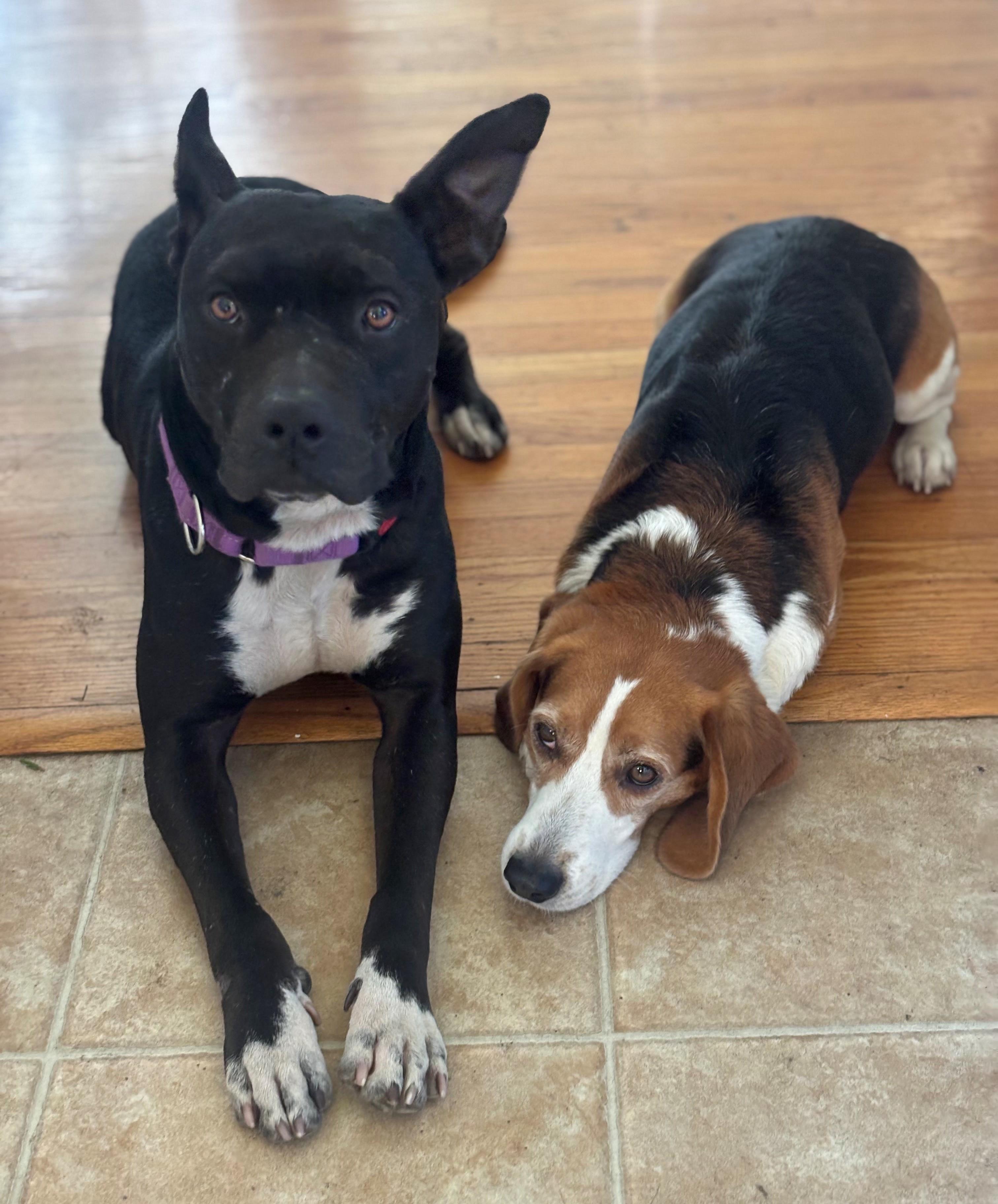 Enlarge Gigi, a ADOPTABLE mixed breed in Los Angeles, CA image 2/6