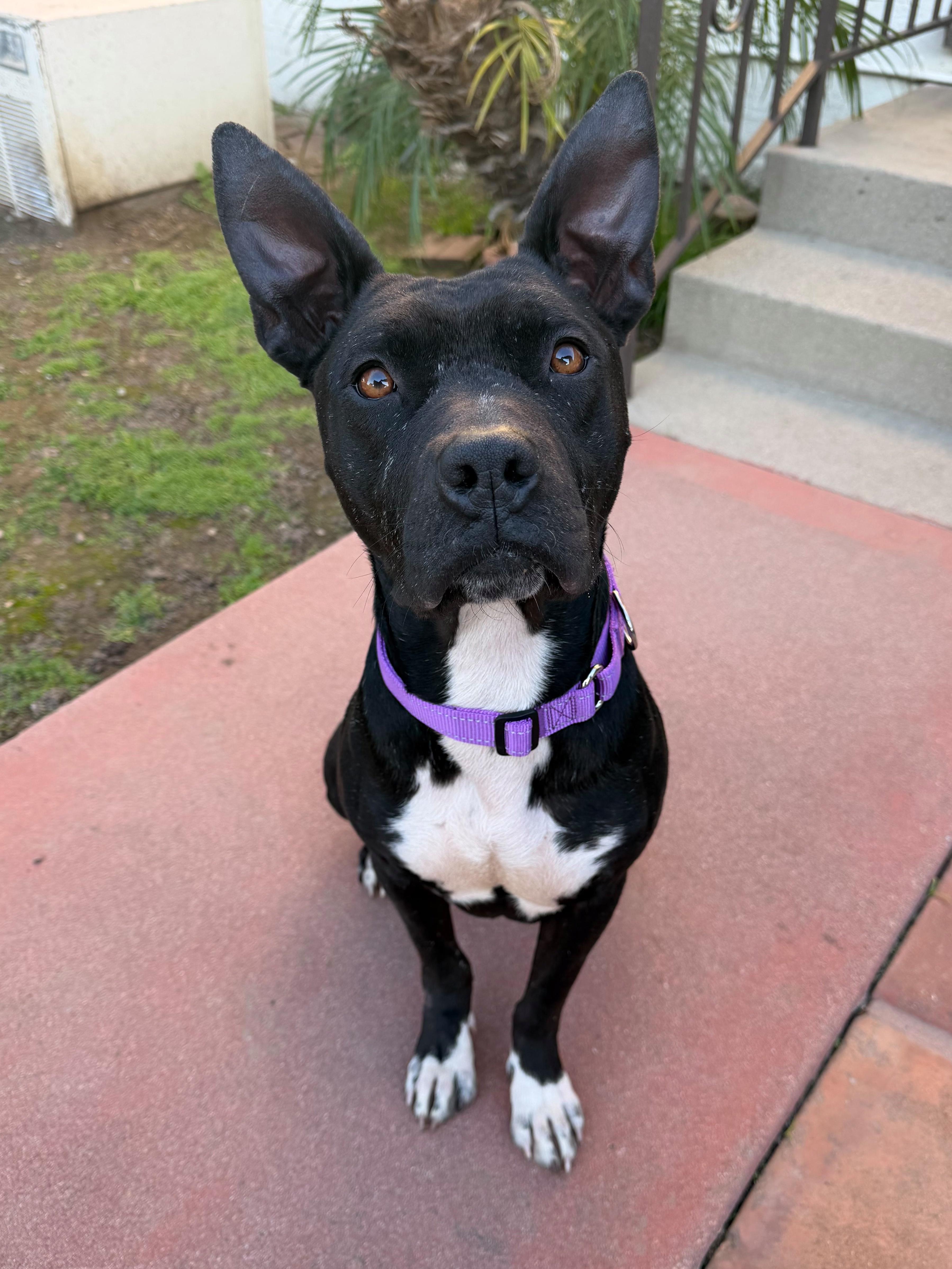 Gigi, ADOPTABLE, Adult Female Mixed Breed.