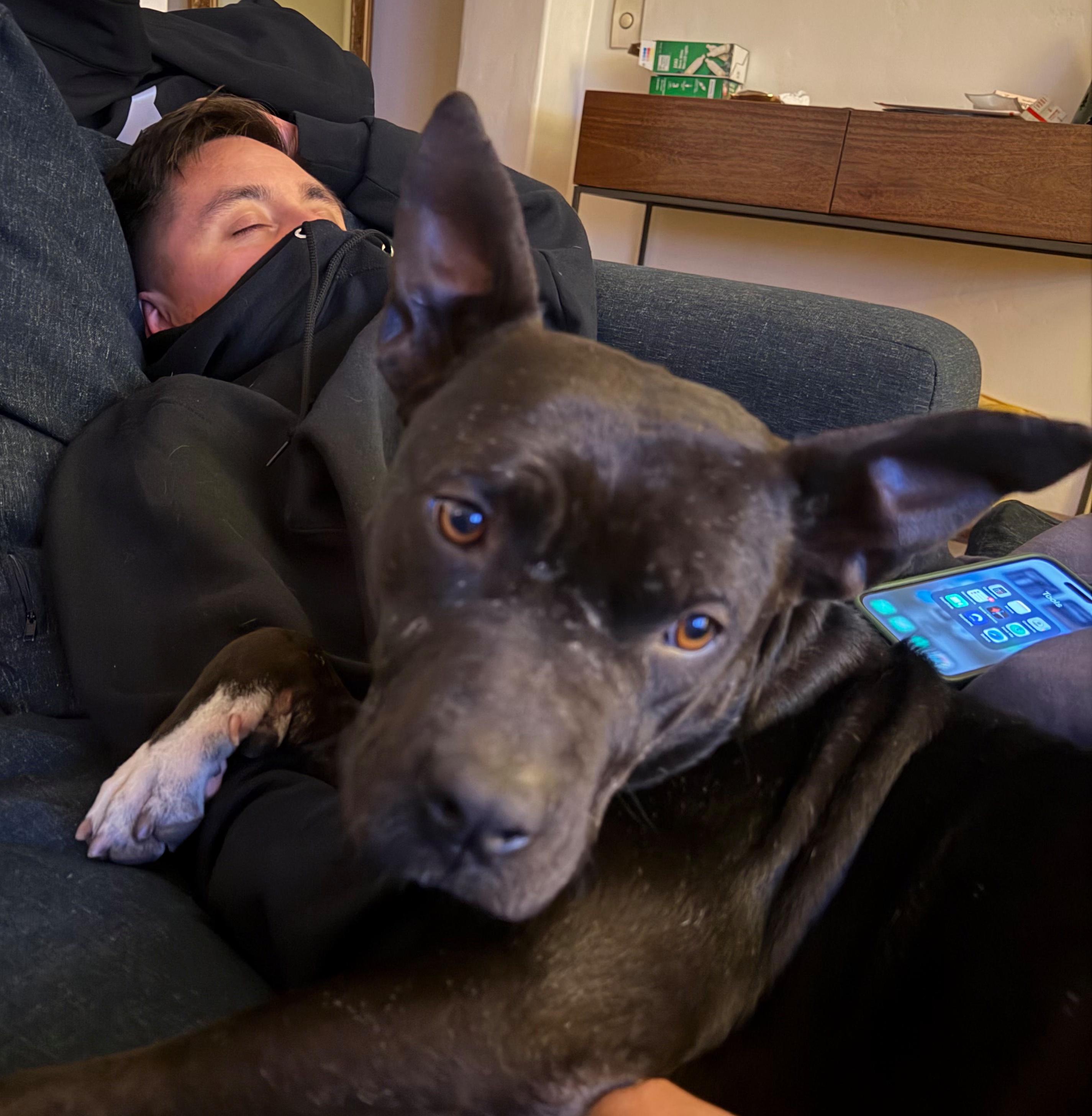 Enlarge Gigi, a ADOPTABLE mixed breed in Los Angeles, CA image 3/6