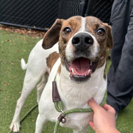 Bill, Adoptable, Young Male Mixed Breed.