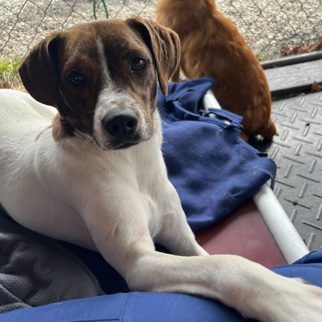 Bill, a Adoptable Mixed Breed in Waynesville, NC image 2/6