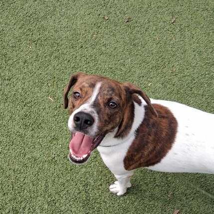 Bill, a Adoptable Mixed Breed in Waynesville, NC image 3/6