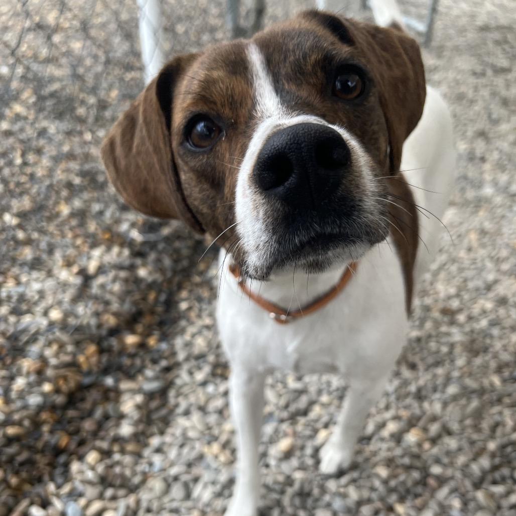Bill, a Adoptable Mixed Breed in Waynesville, NC image 4/6
