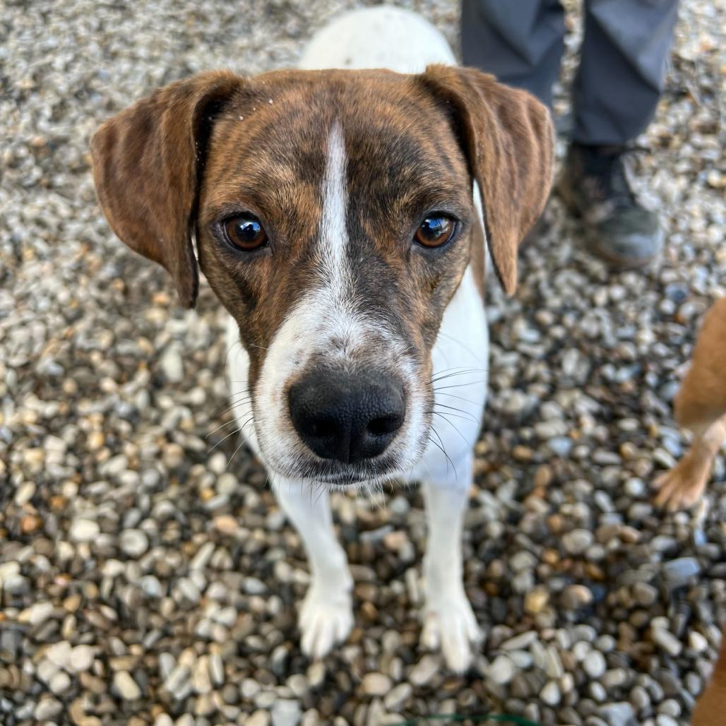 Bill, a Adoptable Mixed Breed in Waynesville, NC image 6/6