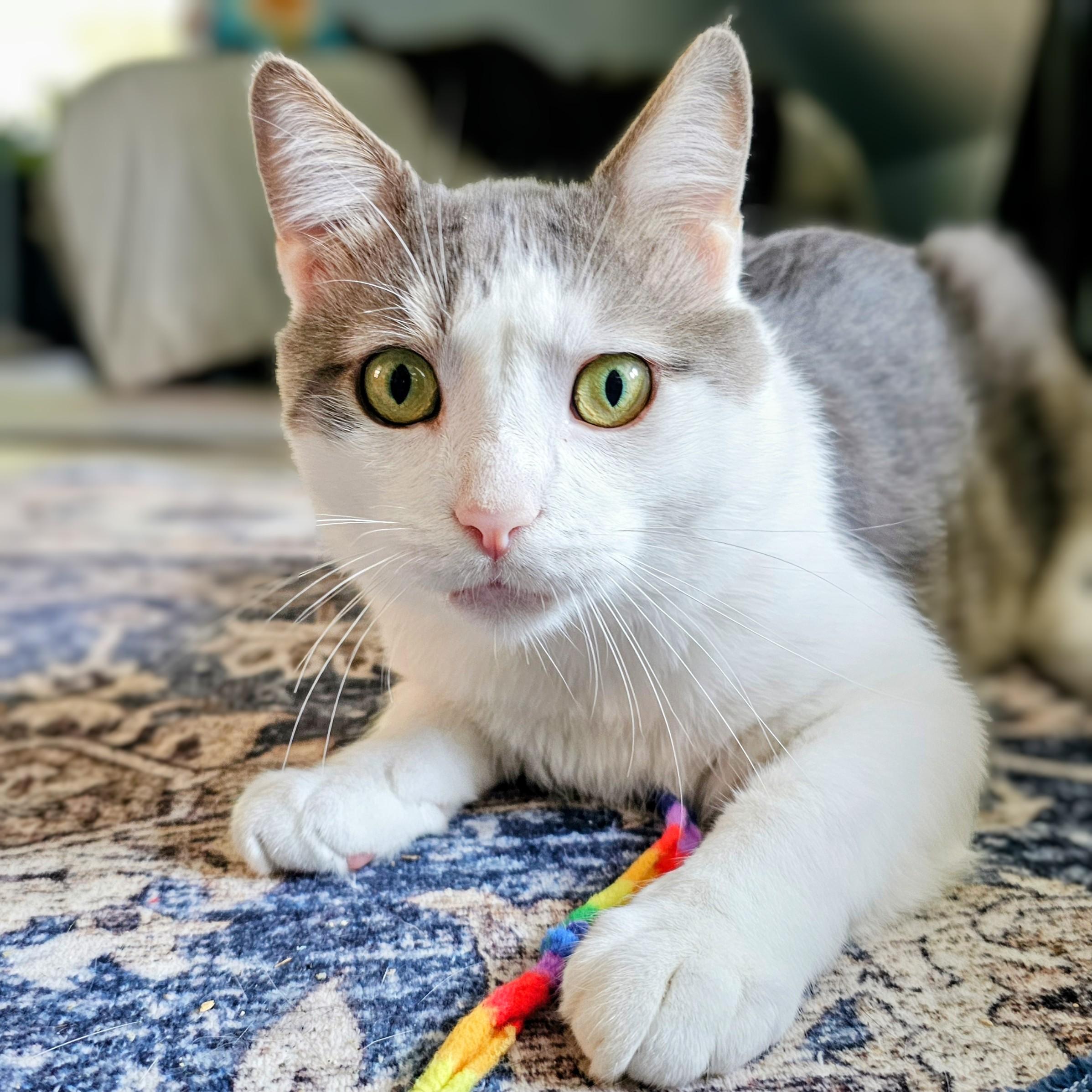 Enlarge Cloudy, a ADOPTABLE Domestic Short Hair in Chicago, IL image 5/6