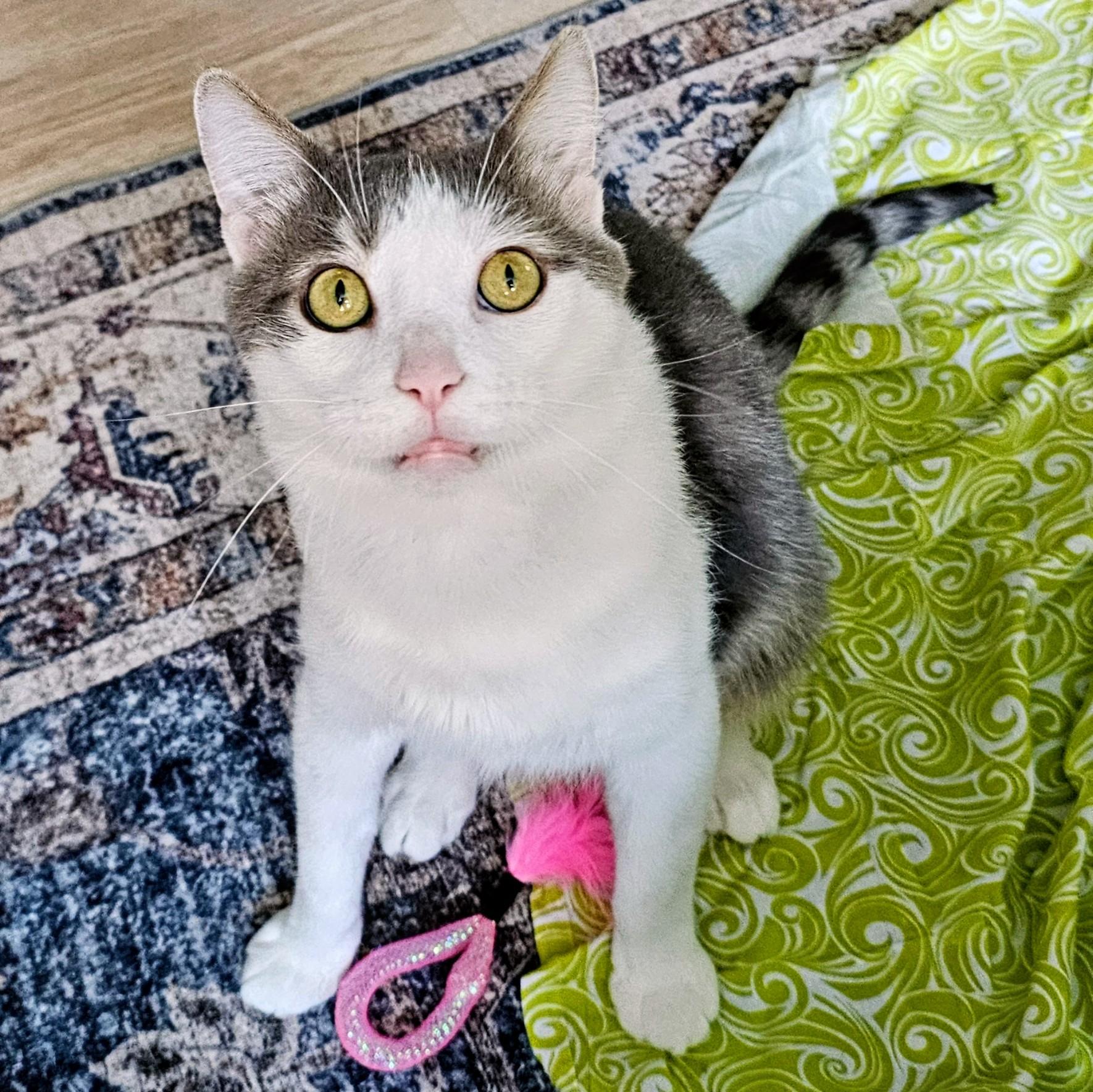 Enlarge Cloudy, a ADOPTABLE Domestic Short Hair in Chicago, IL image 4/6