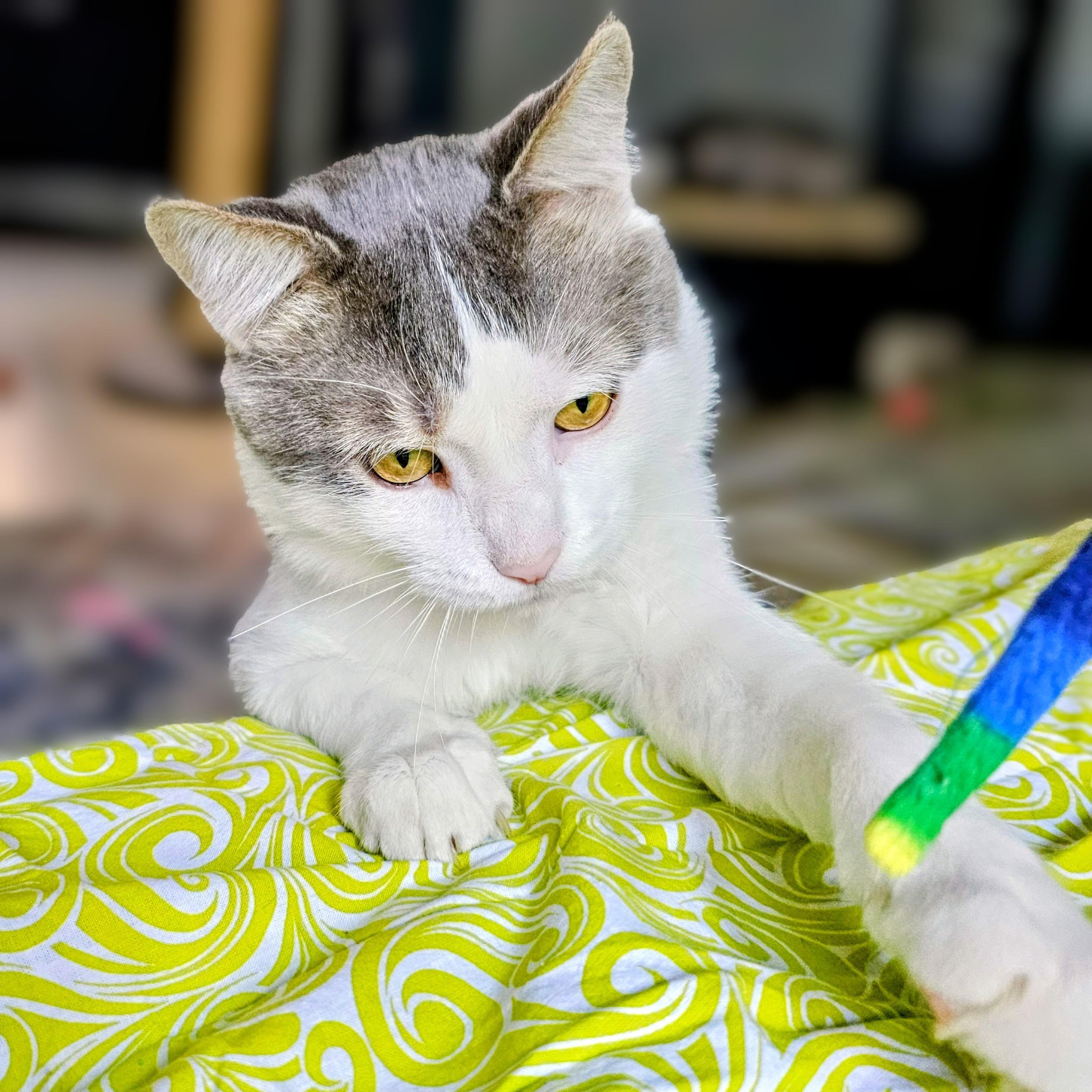 Enlarge Cloudy, a ADOPTABLE Domestic Short Hair in Chicago, IL image 3/6