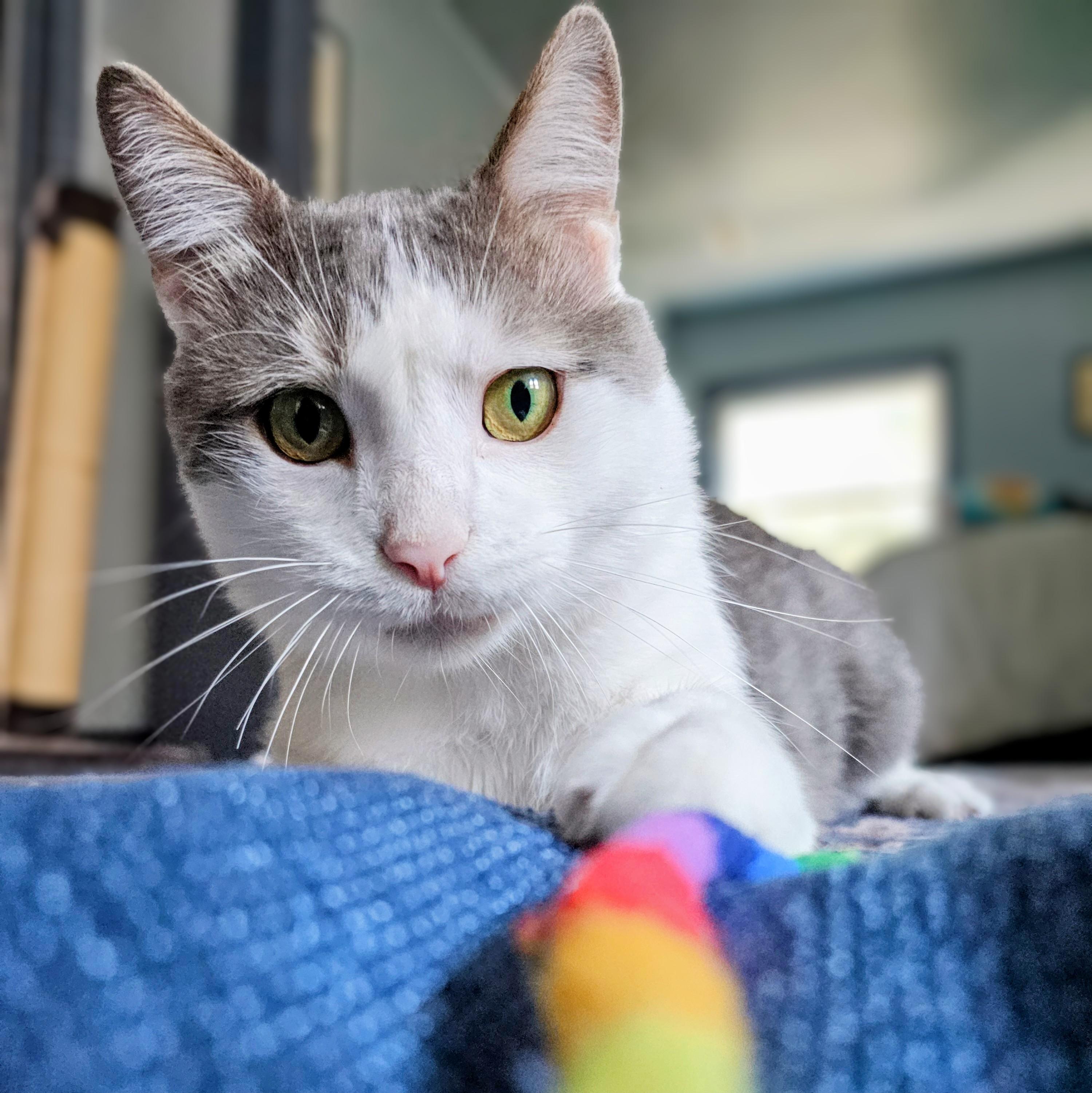Cloudy, ADOPTABLE, Adult Male Domestic Short Hair.