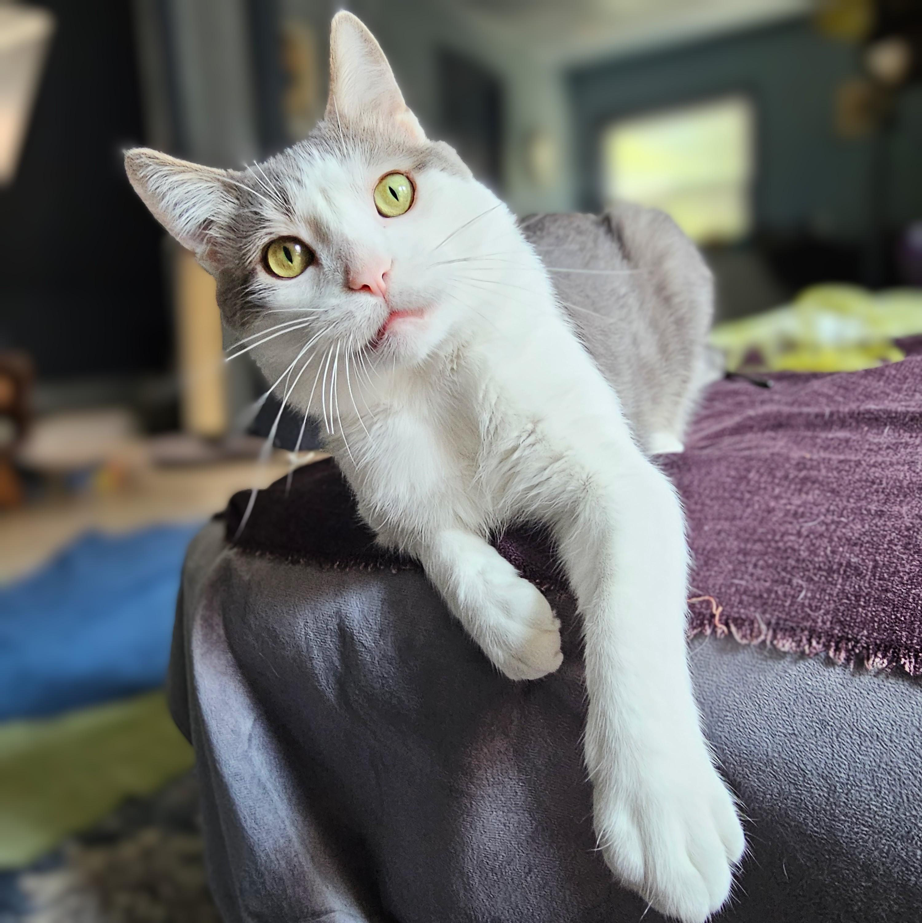 Enlarge Cloudy, a ADOPTABLE Domestic Short Hair in Chicago, IL image 2/6