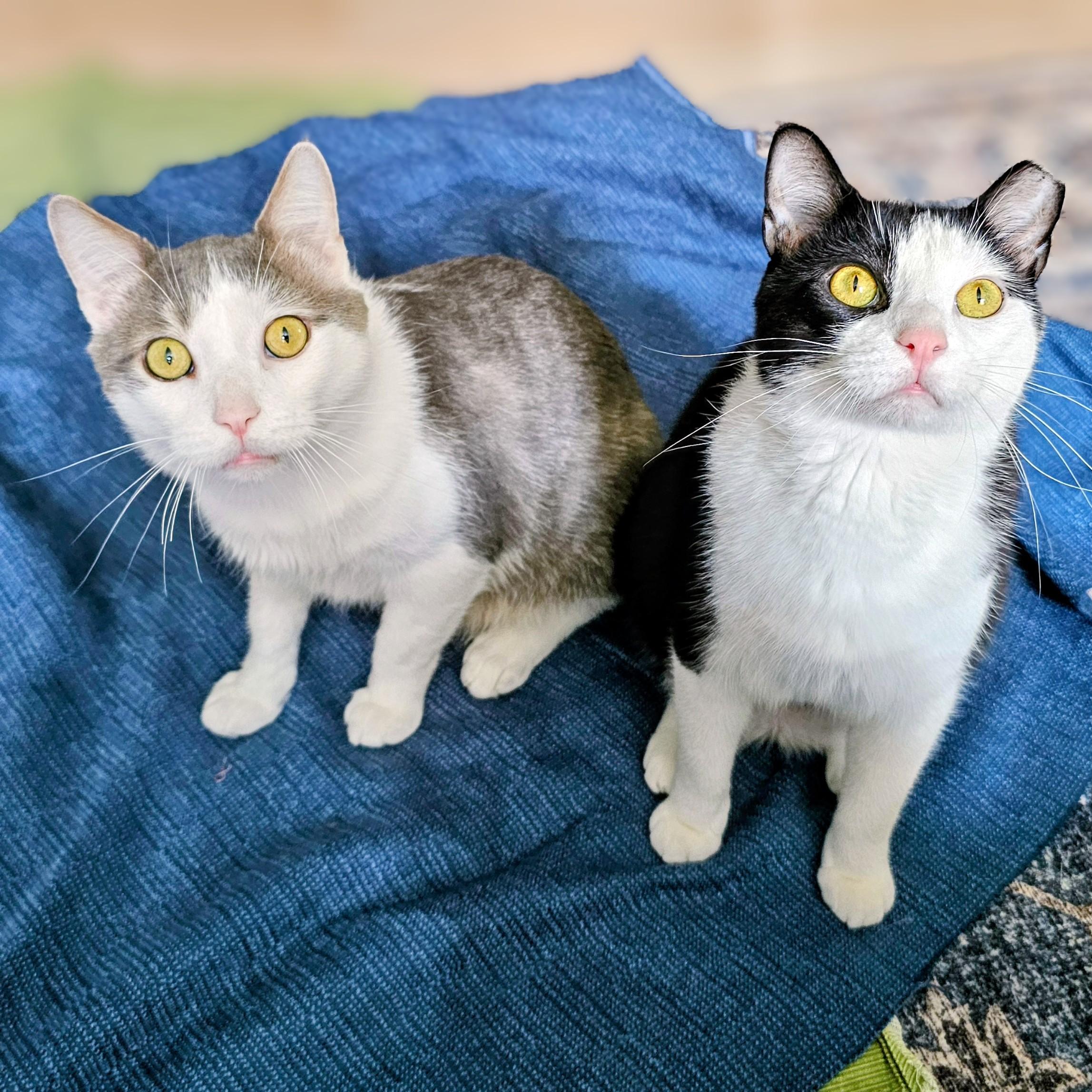 Enlarge Cloudy, a ADOPTABLE Domestic Short Hair in Chicago, IL image 6/6