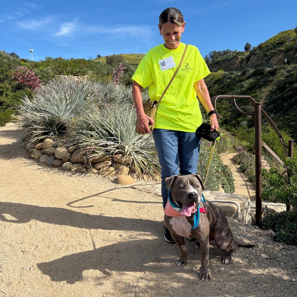 Knight, Adoptable, Adult Male Pit Bull Terrier.
