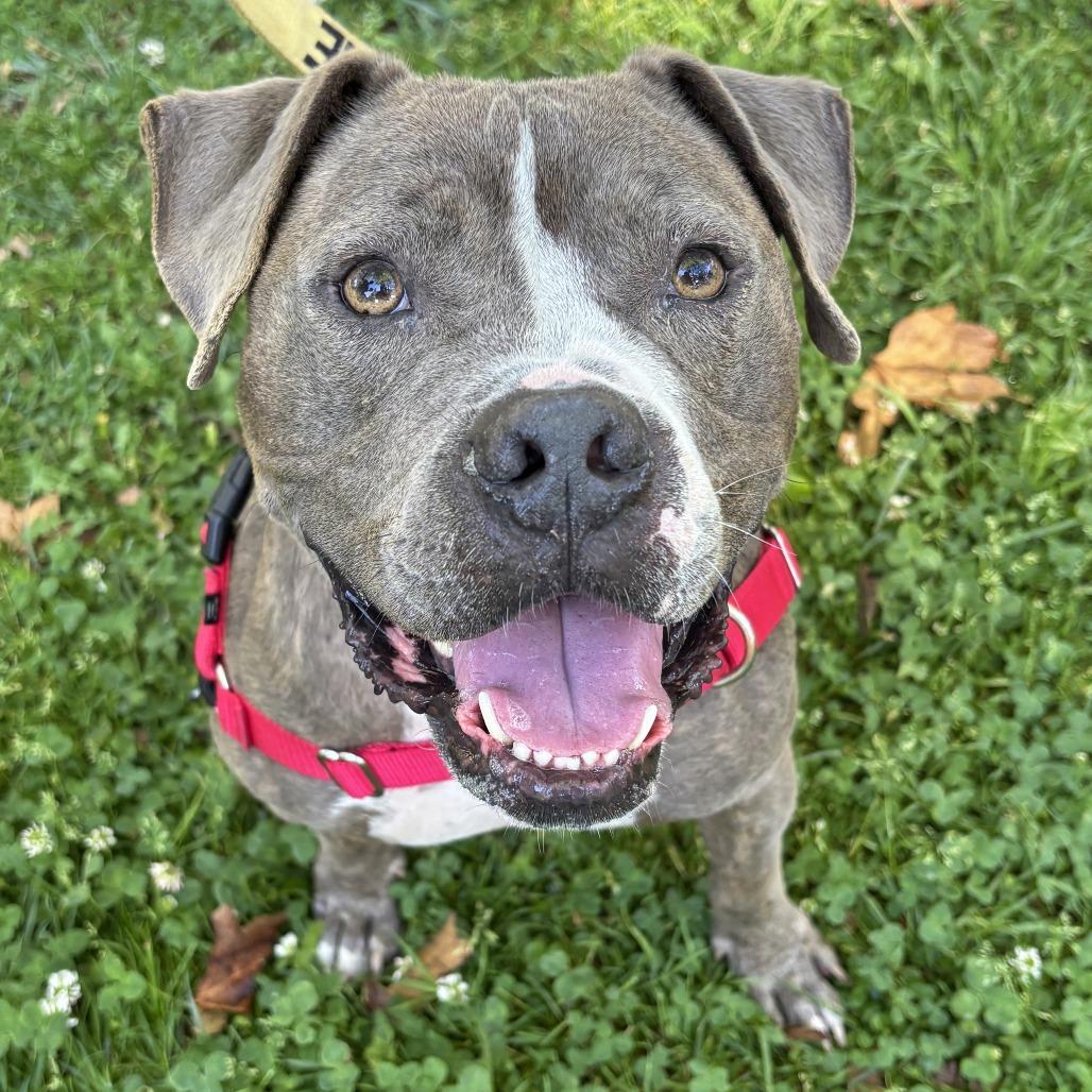 Knight, a Adoptable Pit Bull Terrier in Ojai, CA image 2/6