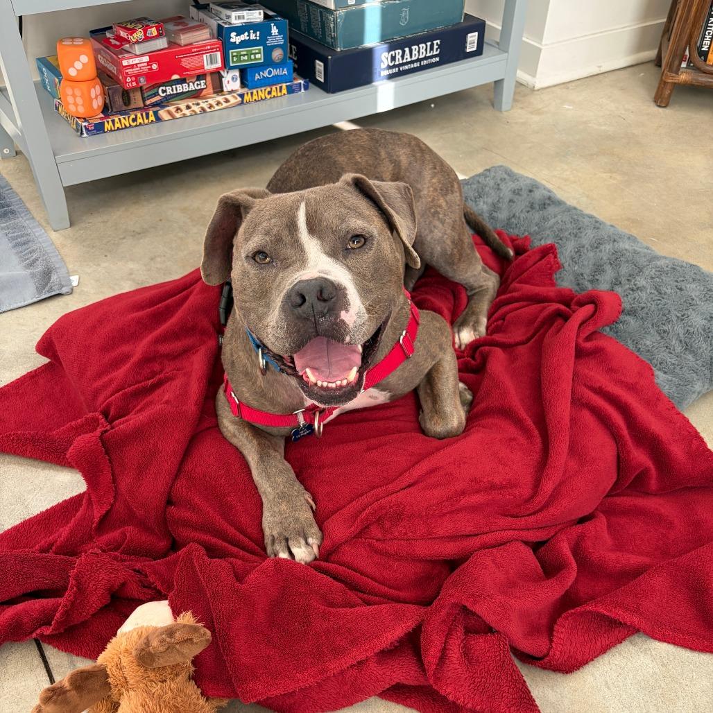 Knight, a Adoptable Pit Bull Terrier in Ojai, CA image 3/6