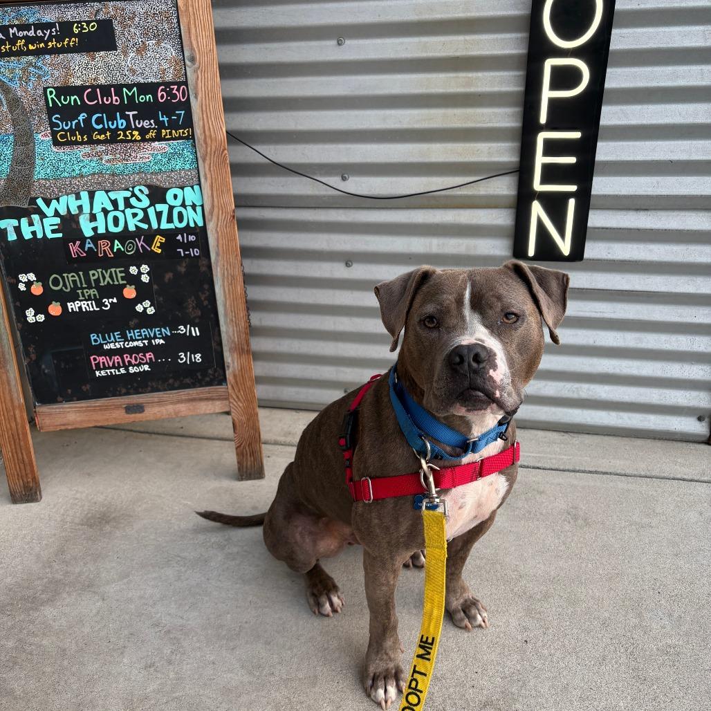 Knight, a Adoptable Pit Bull Terrier in Ojai, CA image 4/6