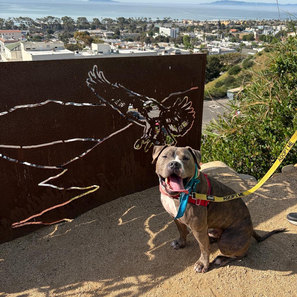 Knight, a Adoptable Pit Bull Terrier in Ojai, CA image 5/6
