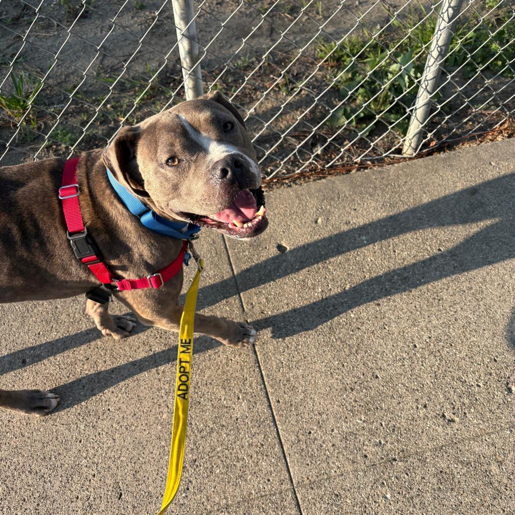 Knight, a Adoptable Pit Bull Terrier in Ojai, CA image 6/6