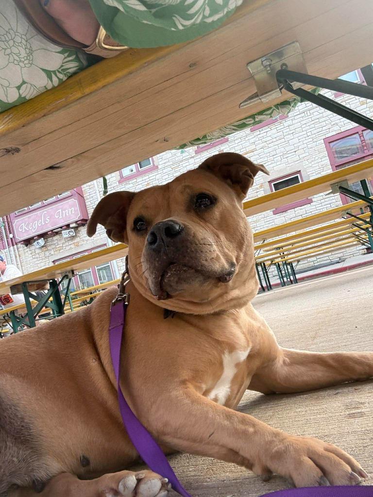 Kit $250, Adoptable, Adult Female Pit Bull Terrier.