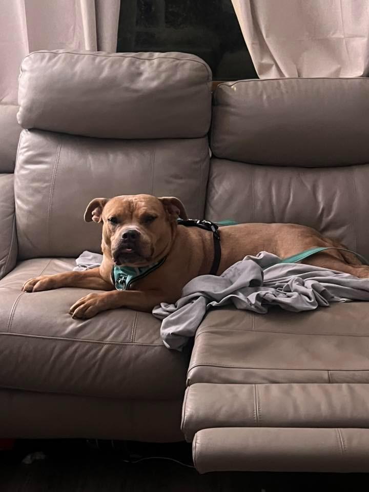 Enlarge Kit $450, a Adoptable Pit Bull Terrier in Milwaukee, WI image 1/6