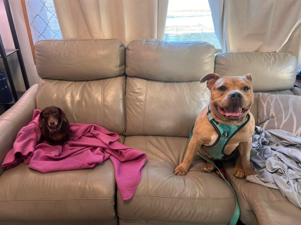 Enlarge Kit $450, a Adoptable Pit Bull Terrier in Milwaukee, WI image 2/6