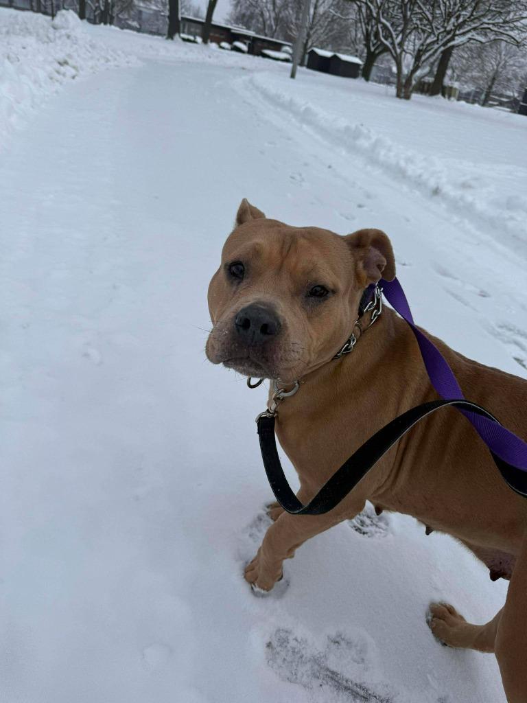 Enlarge Kit $450, a Adoptable Pit Bull Terrier in Milwaukee, WI image 2/6