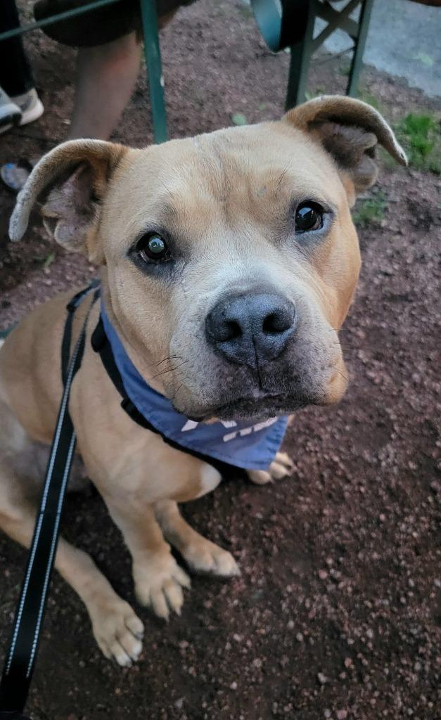 Kit $450, Adoptable, Adult Female Pit Bull Terrier.