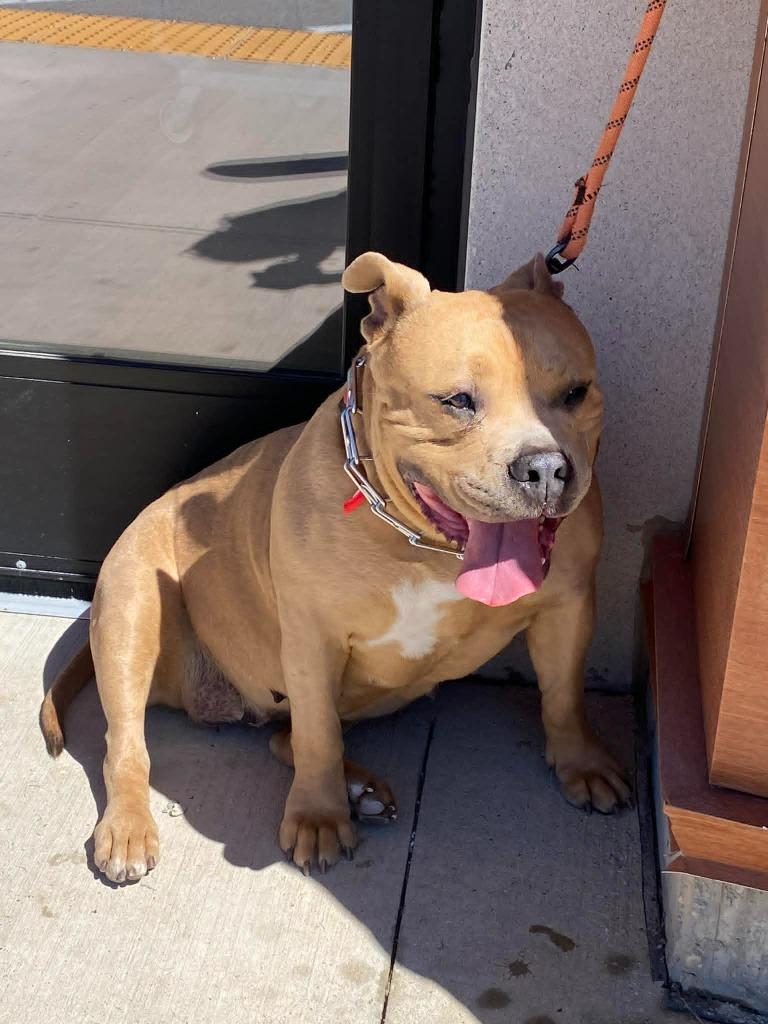 Kit $250, Adoptable, Adult Female Pit Bull Terrier.