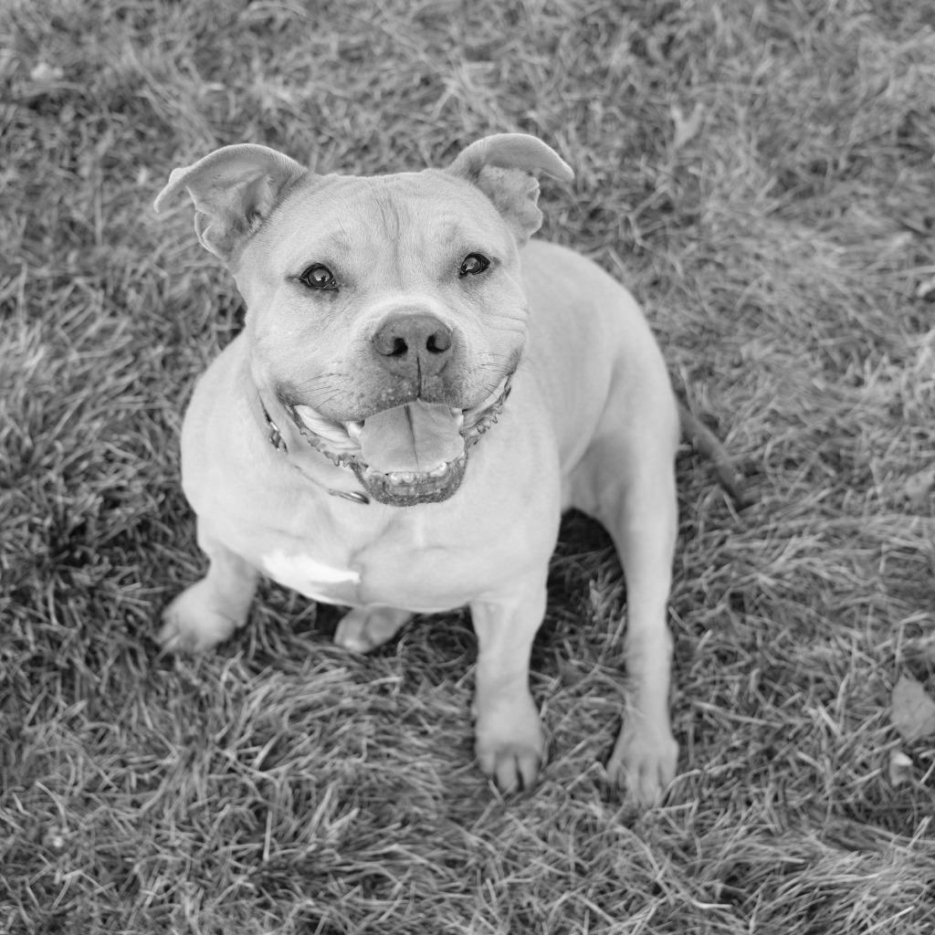 Kit $450, Adoptable, Adult Female Pit Bull Terrier.