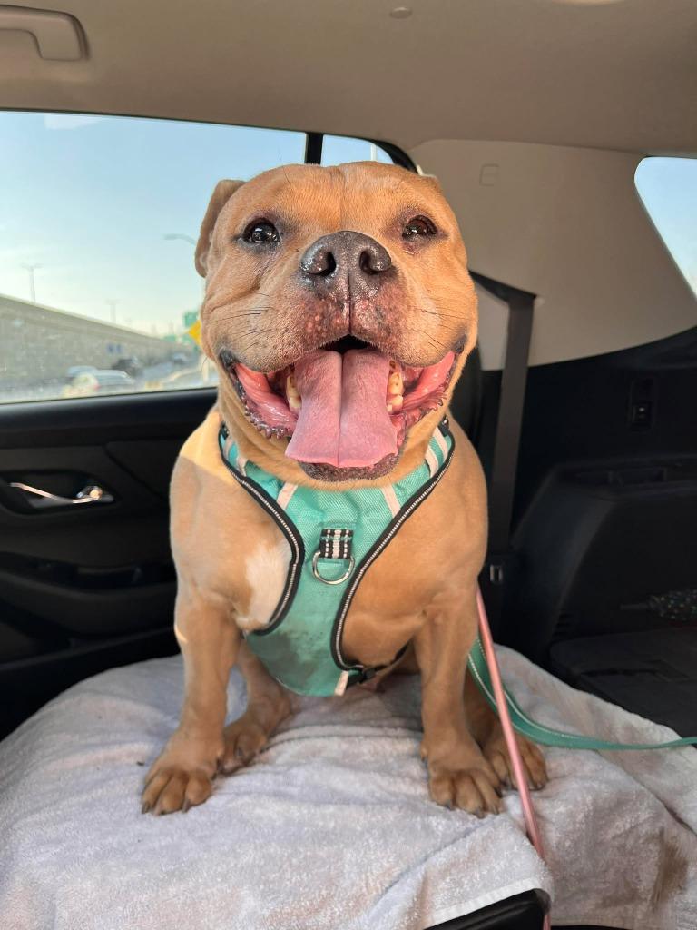 Enlarge Kit $450, a Adoptable Pit Bull Terrier in Milwaukee, WI image 4/6