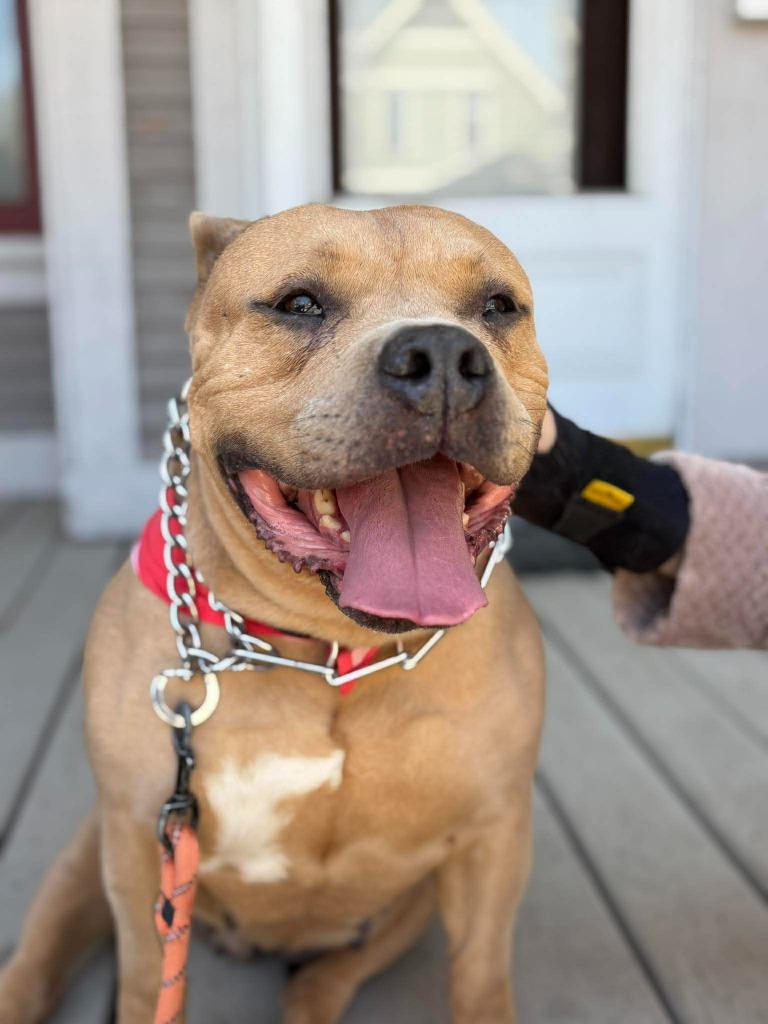 Enlarge Kit $250, a Adoptable Pit Bull Terrier in Milwaukee, WI image 4/6