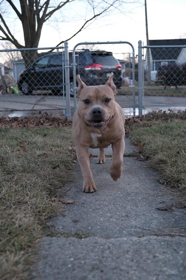 Enlarge Kit $450, a Adoptable Pit Bull Terrier in Milwaukee, WI image 5/6