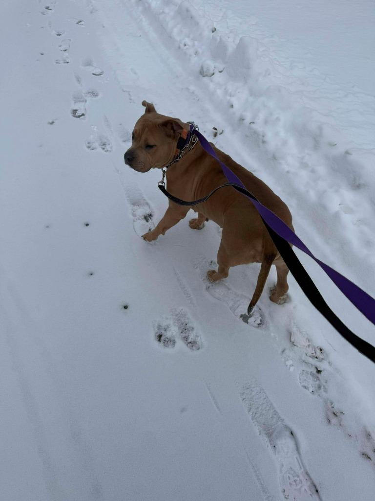 Enlarge Kit $450, a Adoptable Pit Bull Terrier in Milwaukee, WI image 2/6