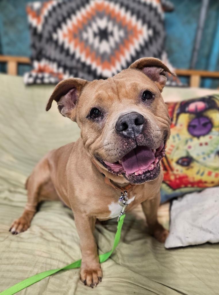 Enlarge Kit $450, a Adoptable Pit Bull Terrier in Milwaukee, WI image 3/5