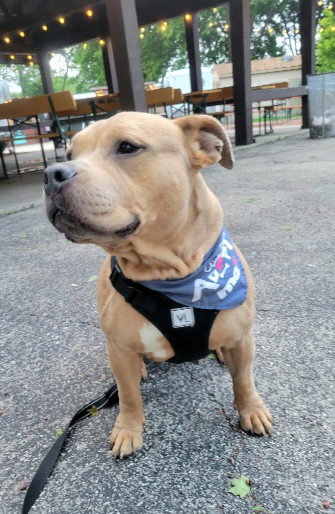 Enlarge Kit $450, a Adoptable Pit Bull Terrier in Milwaukee, WI image 3/6