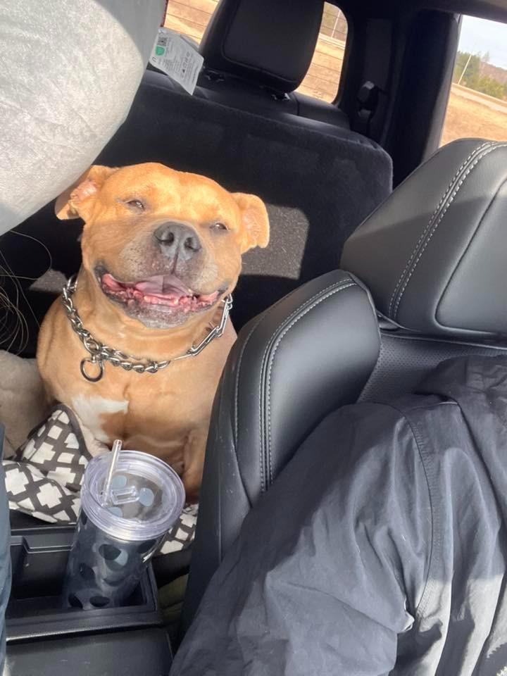 Enlarge Kit $450, a Adoptable Pit Bull Terrier in Milwaukee, WI image 4/5